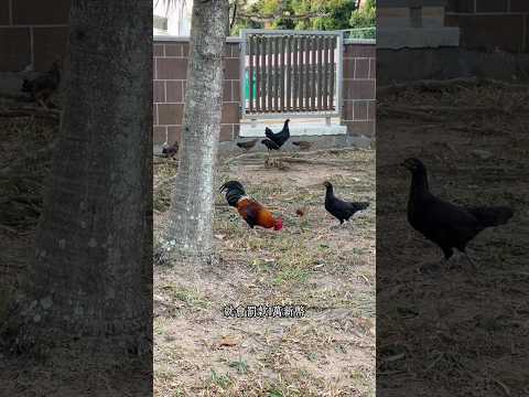 新加坡牢底坐穿雞，一隻一萬塊，新幣，7000美元