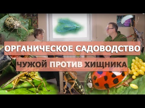 Насекомые в саду: хороший, плохой, злой.