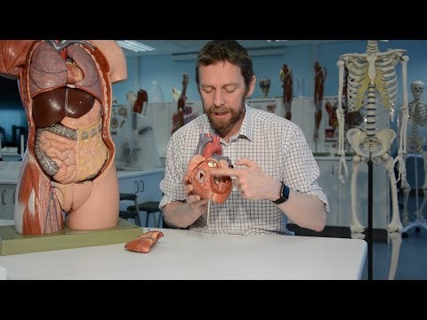 Heart (anatomy)