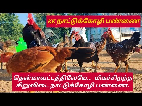 KK நாட்டுக்கோழி பண்ணை/திருநெல்வேலி 8754037900/KK Farms Nellai/KK Nattu Koli Pannai/Siruvidai Chicks.