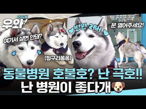 [⭐‍️#우와픽] 동물 병원을 내 집 안방처럼!🐶엄마보다 병원이 더 좋은(?) 별난 강쥐 '이부끄' #순간포착세상에이런일이 #우와한비디오 #우와픽