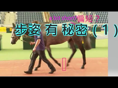 揀馬 如何看步姿?【賽馬知多D】齊齊學 相馬ABC(第3集)Horse conformation basics 3