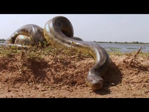 Гигантские змеи: Удавы (Документальный фильм)