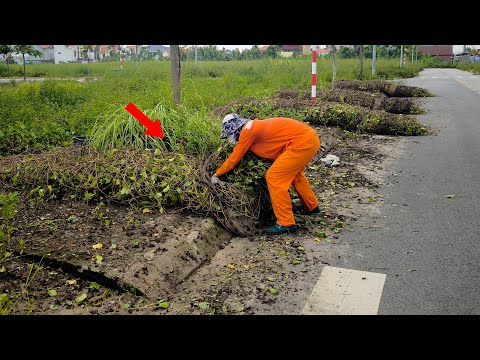 The Abandoned Sidewalk Welcomed the Sunlight after we Rolled out The Giant Carpet of Grass