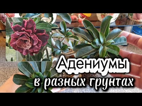 Влияние грунта на развитие Адениума. Пересадка двух Адениумов