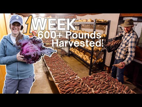 Our Basement Food Storage from a 1/4 Acre Garden!