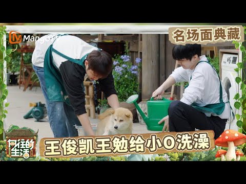 小O享受着王俊凯王勉的洗吹一条龙服务 O姐给我们的专业团队打几分！| 名场面回顾 |《向往的生活》Back To Field | MangoTV
