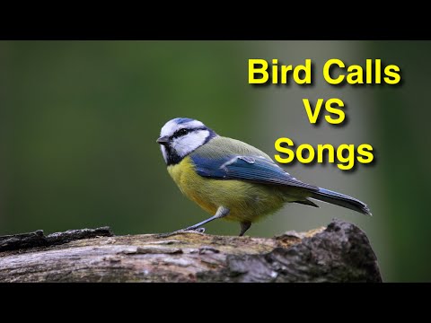 Two Types of Communication Between Birds: Understanding Bird Language Songs And Calls