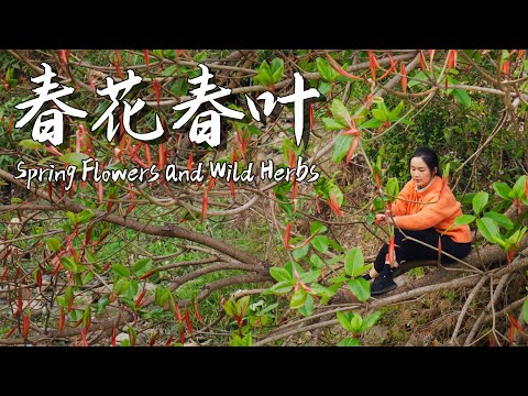 April in Yunnan is the season for savoring spring flowers and tender greens!【滇西小哥】