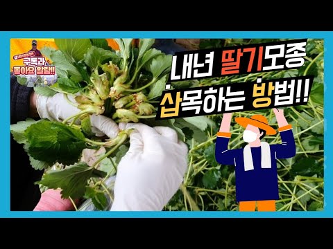 내년 딸기모종 삽목하는 방법!!!