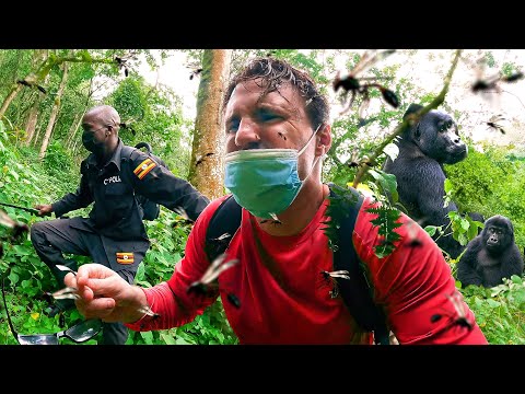 We Were ATTACKED on Our Gorilla Trek
