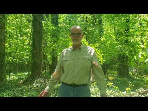 How to Kill English Ivy