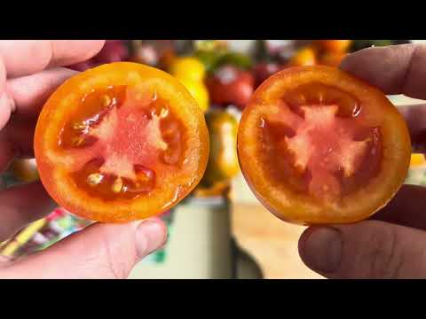 Томаты 2025,🍅🍅🍅Урожай и Вкус впечатляет 👍👍👍