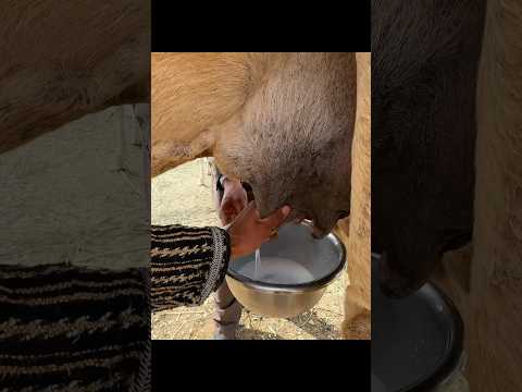 Fresh Camel Milk 🥛