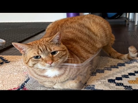 CATS Masters of Madness