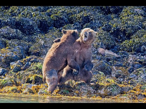 Epic Bear Fight - NO MUSIC...Full length **WARNING GRAPHIC CONTENT**