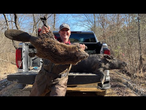 Catching beavers and boar hogs. (Nasty mud to cold water)