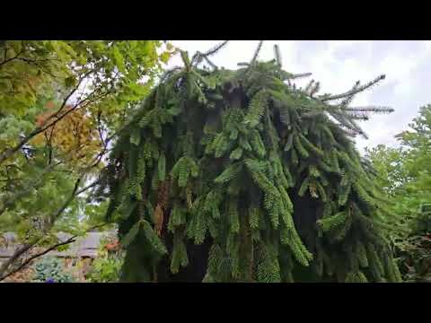 2025 Oct 19 a visit to Marion Jarvie Home Garden , Thornhill , ON