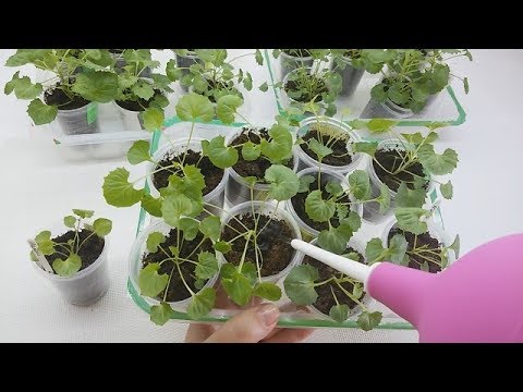 Уход за черенками кампанул, какой?