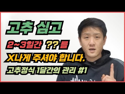 고추 정식 후 1달간의 관리로 수확량이 결정됩니다.