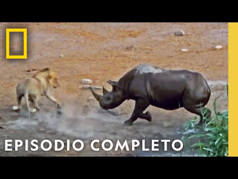 Duelo en la Sabana: Leones vs. Rinoceronte | Noche De Pelea Animal l Nat Geo en Español