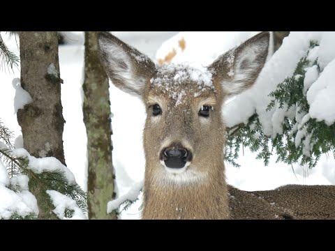 How I've become friends with deer Lucy and Lulu