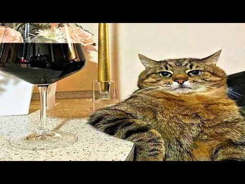 cats just being cats | compilation