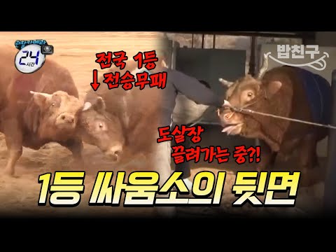 [#밥친구] 포르쉐 보다 비싼 싸움소😱 등장만으로 억대 몸값 소들을 긴장하게 만드는 소가 있다?! 왜인지 울컥하는 그의 비하인드🔥 | #관찰카메라24시간 44회