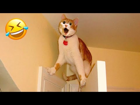 Try Not to Laugh Challenge πΉ Funniest Cats and Dogs