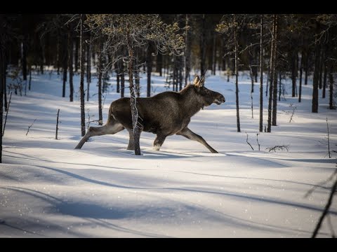 Загонная Охота на Лося 2022 ТРИ ЛОСЯ В ОДНОМ ЗАГОНЕ первый пробежал 100 метров и еще два 50 метров