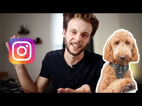 How to Start a Dog Photography Business + more questions answered!