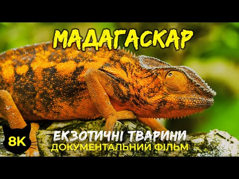 Екзотичні тварини МАДАГАСКАРА - Лемури та хамелеони — Документальний фільм про дику природу 8K HDR