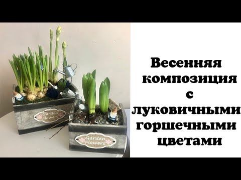 Весенняя композиция с луковичными горшечными цветами. Флористика