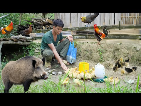 living alone in the wild, buying ducklings with money from selling giant python and wild porcupine