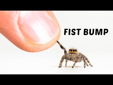 The Journey of Making Friends With a Tiny Spider