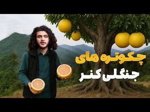هی میدان طی میدان -  دیدار باسط ایرج از جنگل های بی پایان ولایت کنر