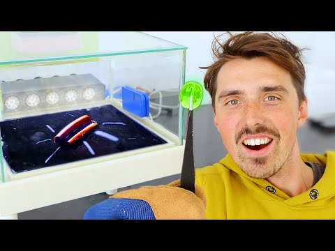 Testing Radioactive Materials in the Cloud Chamber