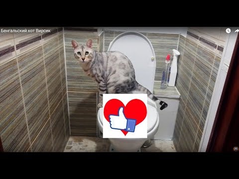 cat is using toilet. Bengal cat.
