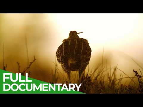 The Moor - A Wild World of Hidden Wonders | Free Documentary Nature