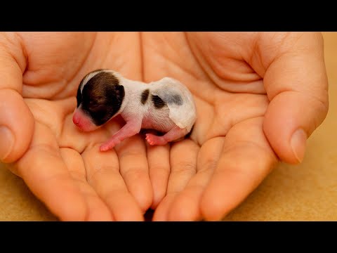 A mother dog 🐶 came to my home at night, and a miracle happened the next day. 🐶🐕🥰😘❤