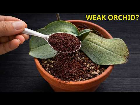 Just 1 Spoon of Coffee – A Natural Boost for Weak Orchids