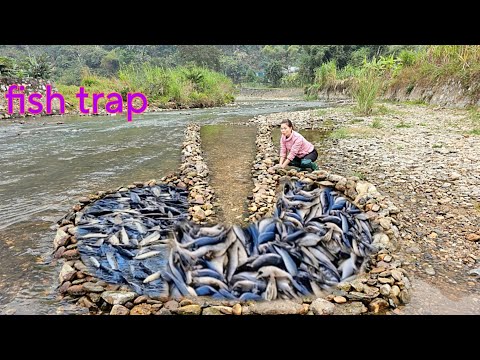 The girl skillfully arranged rocks to create a unique fish trap. Unexpectedly caught a lot of fish.