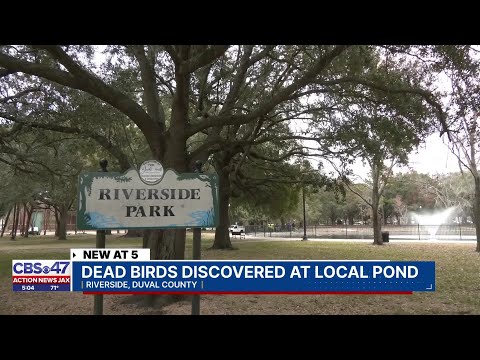 ‘It’s just tragic’: Dead ducks floating at Riverside Park pond