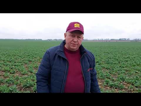 Хотите 4 тонны и больше рапса  Заходите и смотрите.