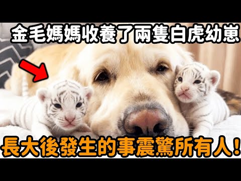 金毛媽媽收養了兩隻白虎幼崽，當做自己的孩子悉心照料，沒想到牠們長大後讓所有人震驚的一幕發生了！#金毛 #白化老虎 #白虎 #母愛 #動物情感 #跨物種 #動物故事 #真實故事 #心靈飼養員