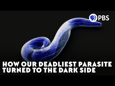 How Our Deadliest Parasite Turned To The Dark Side