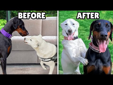 Rescue Dog Attacked our Doberman… But She Didn’t Give Up