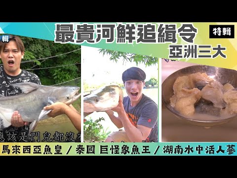 【世界三大最貴河鮮追緝令】亞馬遜深海巨魚象魚/宮廷御宴頂級水中活人蔘?!大馬一尾五萬魚皇《世界第一等》特輯S29
