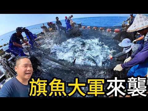 旗魚大軍強勢來襲，海上戰士活捉旗魚丨台東三和定置魚場