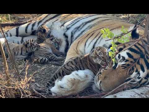 Эта четвёрка тигрят ПОКОРИЛИ ИНТЕРНЕТ, но нужно понимать благодаря кому мы можем ими любоваться!